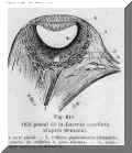 Oeil_Pineal239.jpg (70729 octets)