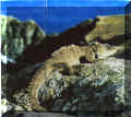 Sphenodon3.JPG (67779 octets)