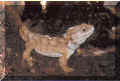 Sphenodon4.JPG (15249 octets)