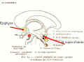 wpe26.jpg (10861 octets)